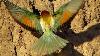 European beeeater Merops apiaster feeding chicks on nesting site [upl. by Woodford]