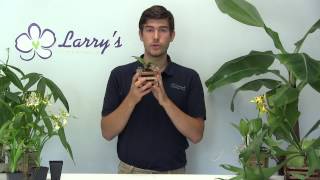 Staghorn Fern Growing Guide amp How to Mount [upl. by Ivie]