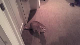 Friends Cat Meows Aggressively then Attacks [upl. by Atwood]