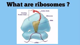 Ribosomes The Protein Factories [upl. by Yarehs196]