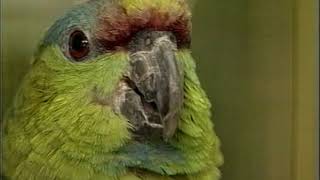 Amazon Parrots  Care amp Breeding  Part 1 Full [upl. by Sixel]