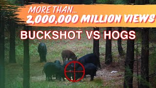 Buckshot vs HOGS  Population Control with 2 Shotguns [upl. by Camarata]