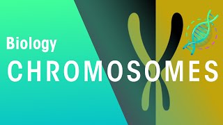 What Are Chromosomes  Genetics  Biology  FuseSchool [upl. by Aneladgam334]