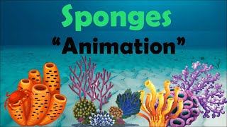 SPONGES  Biology Animation [upl. by Vivyanne]