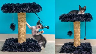 DIY ARRANHADOR PARA GATOS LINDO E BARATO [upl. by Aihppa]