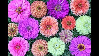 Seven Gorgeous Zinnia Varieties To Grow In Your Garden [upl. by Cinda]