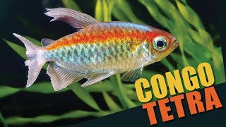 Species Spotlight  Congo Tetra [upl. by Mack21]