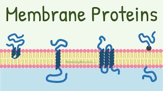 Membrane Proteins  DONT MISS the FUNCTIONS at 418 [upl. by Eppie]