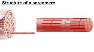 Structure of a Myofibril [upl. by Simsar873]