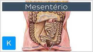 Mesentério estrutura e funções  Anatomia Humana  Kenhub [upl. by Huei830]