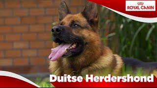 Duitse Herder [upl. by Asiak]