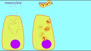 AP1 MEROCRINE APOCRINE amp HOLOCRINE GLANDS [upl. by Jeno217]