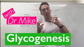 Glycogenesis amp Glycogenolysis [upl. by Ecaj49]