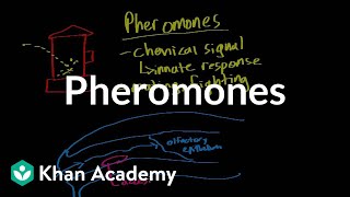 Pheromones  Processing the Environment  MCAT  Khan Academy [upl. by Parshall71]