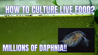 How to Culture Daphnia Secret Method to Breed MILLIONS  Simply Aquatic [upl. by Isaacs]