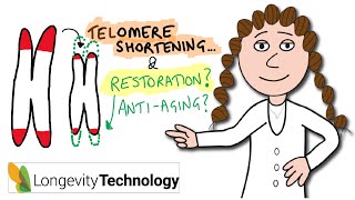 Why telomeres shorten and restoration strategies in aging [upl. by Elianora]