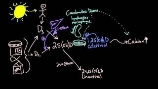 Vitamin D metabolism [upl. by Gunner]