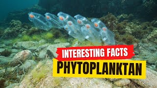 Phytoplankton Facts [upl. by Acinoj225]