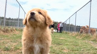 Meet Nova Scotias canine ambassador the Duck Toller [upl. by Airtemad10]