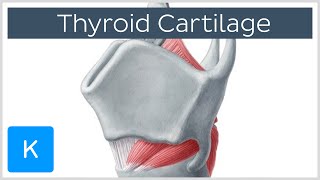 Thyroid Gland Hormones and Thyroid Problems Animation [upl. by Eleazar]