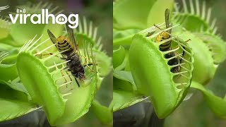 Venus Flytrap Eats Wasps  ViralHog [upl. by Lainey]