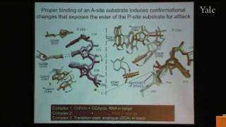 From Structure and Function of Ribosomes to New Antibiotics [upl. by Graham]