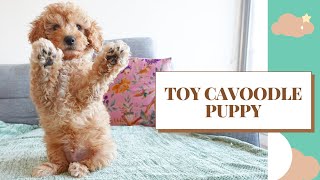 Toy Cavoodle Puppy 8 to 10 Weeks  CLIFFORD [upl. by Iatnohs]