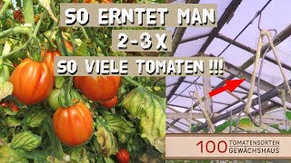 Tomaten Ausgeizen Anbinden mit Tomatenhaken  100 Tomatensorten Gewächshaus [upl. by Vaientina]