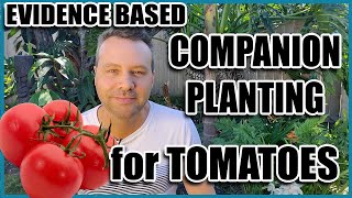 Companion Planting  14 Companion Plants for Tomatoes Evidence Based [upl. by Crean]