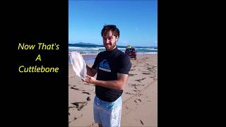 Cuttlefish Cuttlebone found on the beach for the budgie lol [upl. by Eceertal]