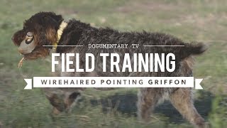 FIELD TRAINING WIREHAIRED POINTING GRIFFON [upl. by Fadden]