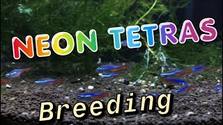 How to Breed Neon Tetras Complete Detailed Process [upl. by Edyak]