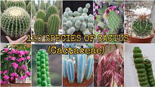 120 SPECIES OF CACTUS Cactaceae [upl. by Jules149]