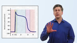 The Cardiac Action Potential [upl. by Johannessen442]