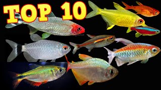 Top 10 Tetras [upl. by Kariotta]