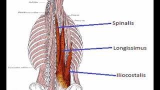 Two Minutes of Anatomy Erector Spinae AKA Paraspinals [upl. by Mariam]