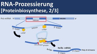 RNA Prozessierung Proteinbiosynthese 23  Biologie Genetik Oberstufe [upl. by Ynner]