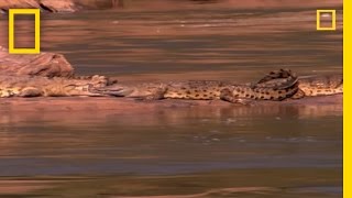 ManEating Croc  National Geographic [upl. by Pennebaker8]