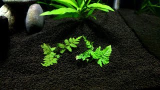 how to plant land ferns underwater [upl. by Odrude946]