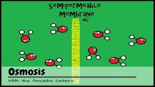 OLD VIDEO Osmosis [upl. by Deering]