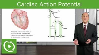 Cardiac Action Potential  Cardiology  Lecturio [upl. by Annoyi593]