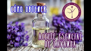 Como obtener Aceite Esencial de Lavanda [upl. by Kcireddor]