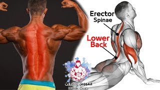 EXERCISE bodyweight Erector Spinae  Strong Lower Back Workout At Home [upl. by Dowlen]