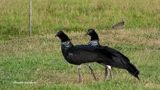 ANHUMA INHUMA casal ANHIMA CORNUTA HORNED SCREAMER UNICORNE LICORNE [upl. by Enylecoj]