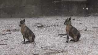 Meet the Patagonian Cavy at Southwicks Zoo [upl. by Hairacaz]