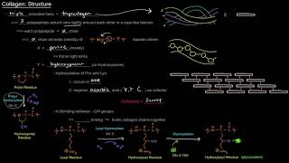 Collagen Structure free sample [upl. by Lepine]