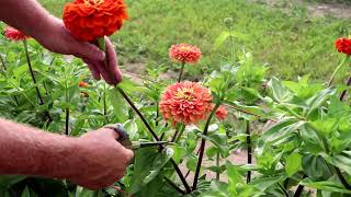 How to cut zinnias [upl. by Ased]