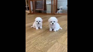 Bichon Frise Puppies For Sale [upl. by Fullerton]