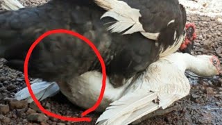 Muscovy Duck In Heat Hard Mating 2021 [upl. by Ko]