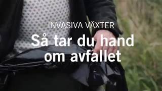 Invasiva arter  Så tar du hand om avfallet  Naturvårdsverket [upl. by Etz]